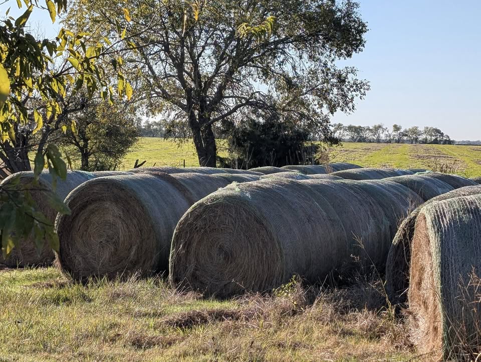 Round hay bales in a Texas farm field